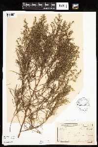 Artemisia dracunculus image
