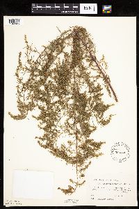 Artemisia dracunculus image