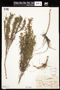 Image of Artemisia dracunculus