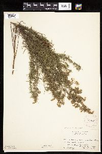 Artemisia dracunculus image
