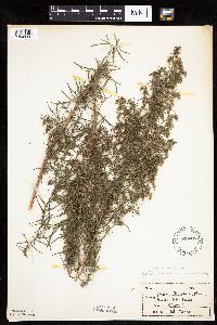 Artemisia dracunculus image
