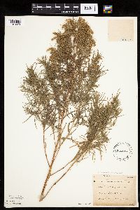 Artemisia dracunculus image
