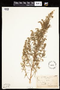 Artemisia dracunculus image