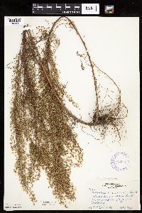 Artemisia dracunculus image