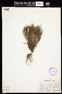 Artemisia dracunculus image