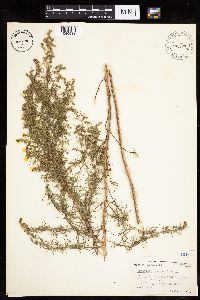 Artemisia dracunculus image