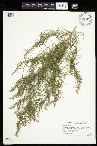 Artemisia dracunculus image