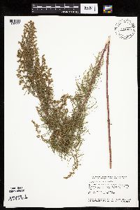 Artemisia dracunculus image