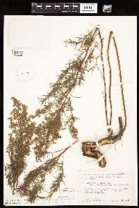 Artemisia dracunculus image