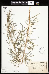 Artemisia dracunculus image