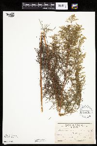 Artemisia dracunculus image