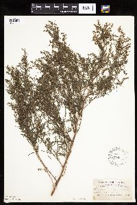 Artemisia dracunculus image