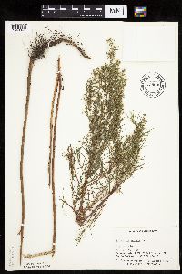 Artemisia dracunculus image