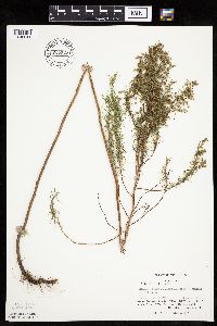 Artemisia dracunculus image