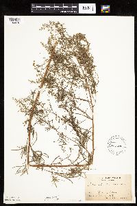Artemisia dracunculus image