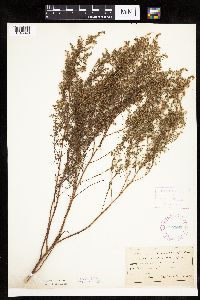 Artemisia dracunculus image