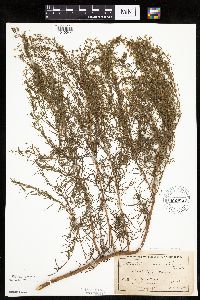 Artemisia dracunculus image