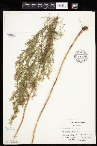 Artemisia dracunculus image