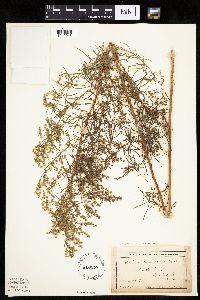 Artemisia dracunculus image