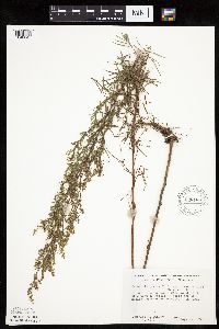 Artemisia dracunculus image