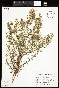 Artemisia dracunculus image