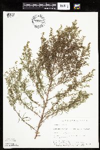 Artemisia dracunculus image