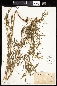 Artemisia dracunculus image