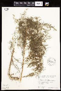 Artemisia dracunculus image