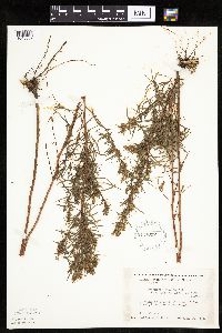 Artemisia dracunculus image