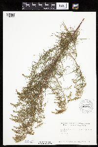 Artemisia dracunculus image