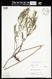 Artemisia dracunculus image