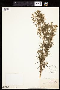 Artemisia dracunculus image