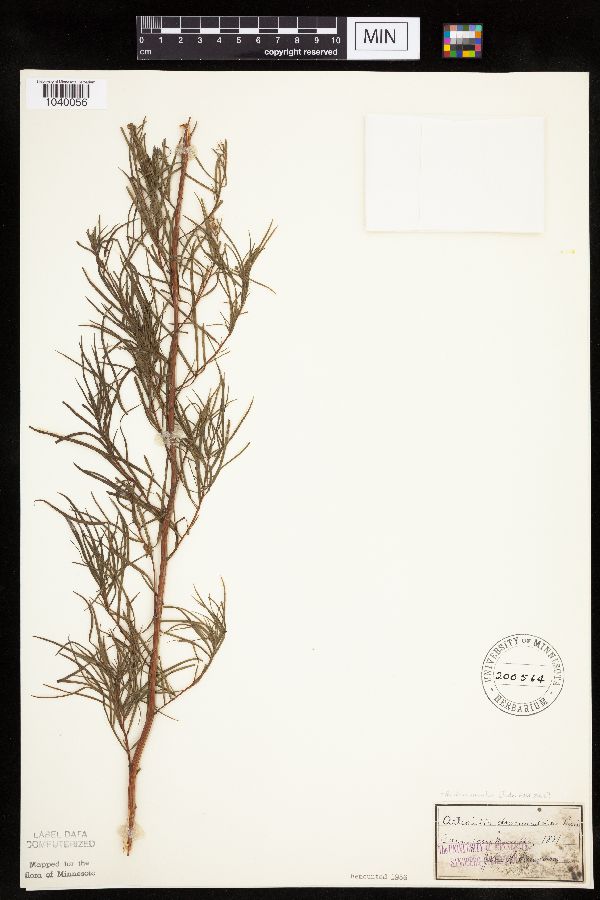 Artemisia dracunculus image