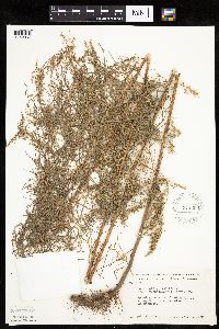 Artemisia dracunculus image