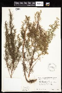 Artemisia dracunculus image