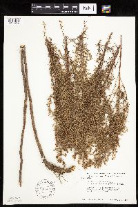 Artemisia dracunculus image