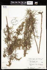 Artemisia dracunculus image
