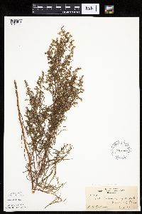 Artemisia dracunculus image