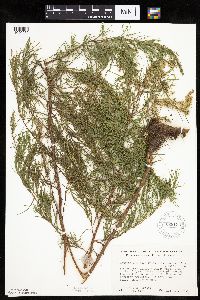Artemisia dracunculus image