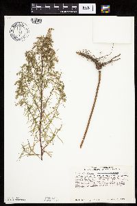 Artemisia dracunculus image