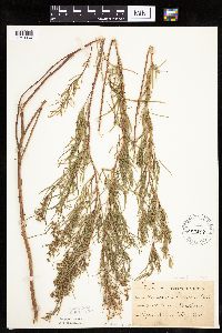 Artemisia dracunculus image