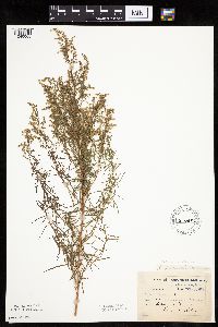 Artemisia dracunculus image