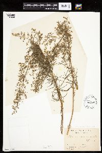 Artemisia dracunculus image