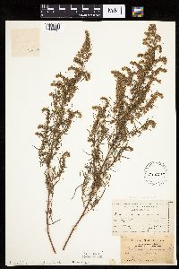 Artemisia dracunculus image
