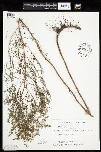 Artemisia dracunculus image