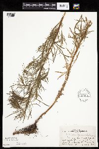 Artemisia dracunculus image