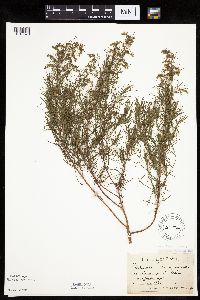 Artemisia dracunculus image