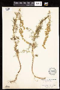 Artemisia dracunculus image