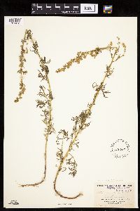 Artemisia dracunculus image