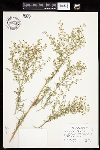 Artemisia dracunculus image